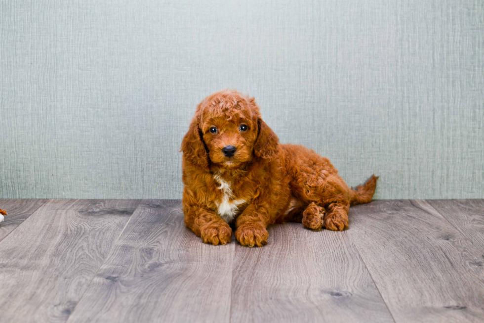 Mini Goldendoodle Puppy for Adoption