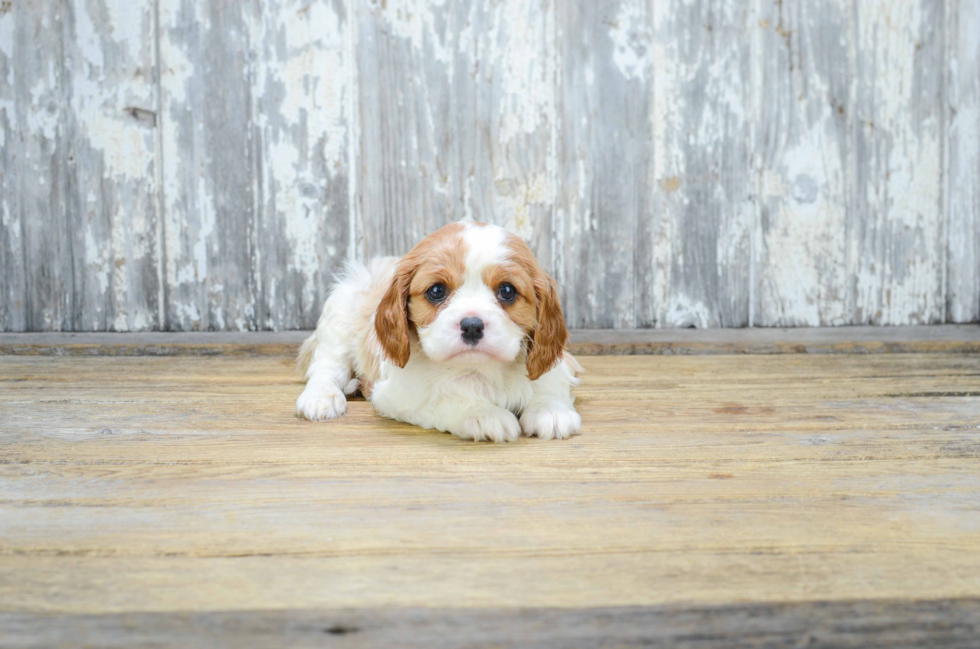 Akc Registered Cavalier King Charles Spaniel Purebred Pup