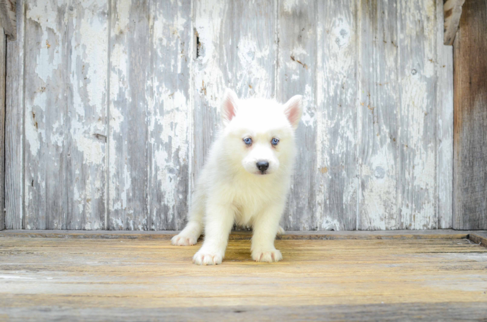 Pomsky Puppy for Adoption