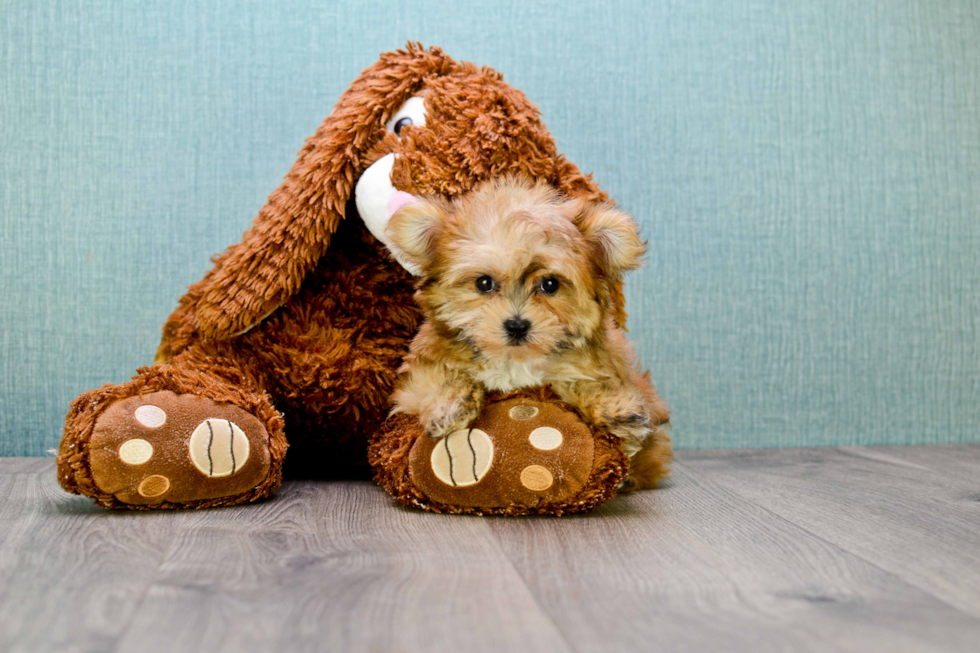 Morkie Puppy for Adoption