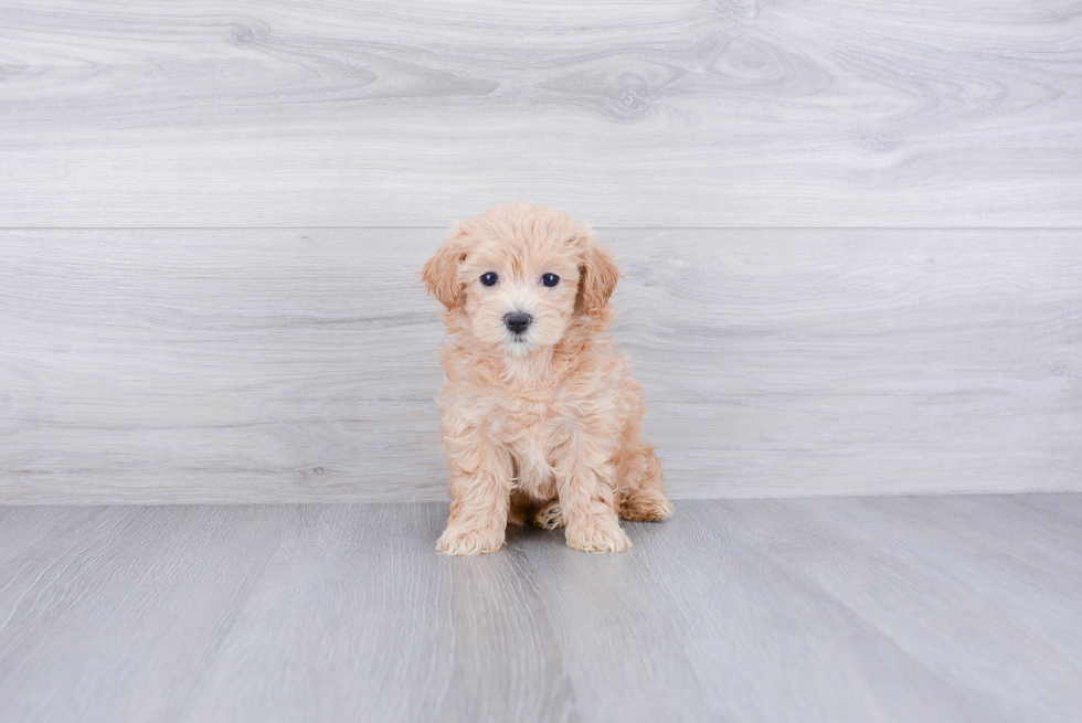 Sweet Maltipoo Baby