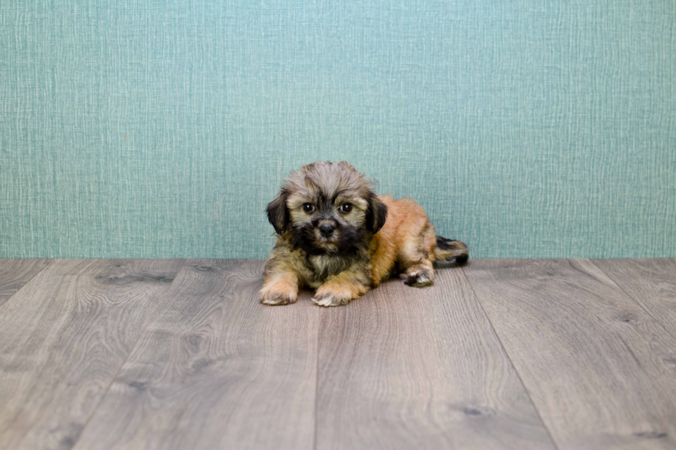 Havanese Puppy for Adoption