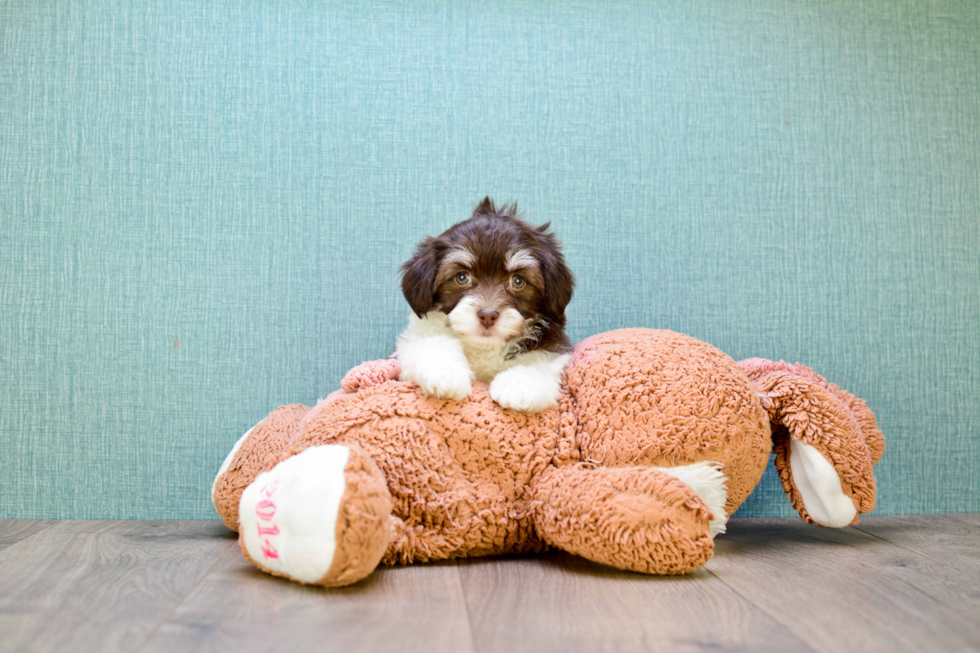 Meet Coco - our Havanese Puppy Photo 