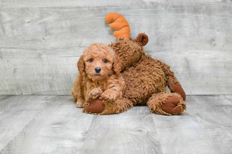 Adorable Pudle Purebred Puppy