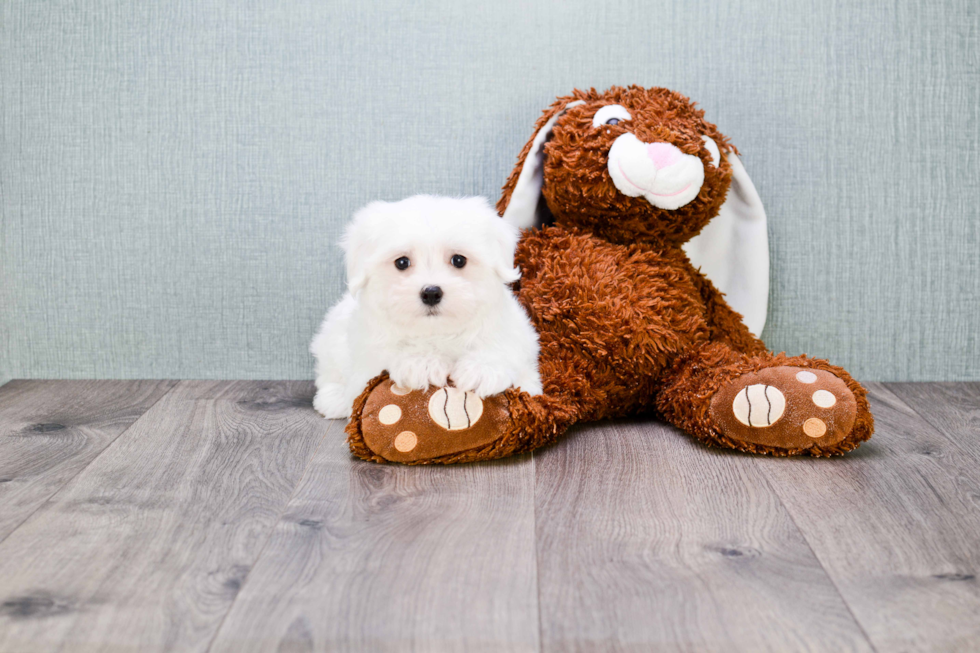 Maltese Pup Being Cute