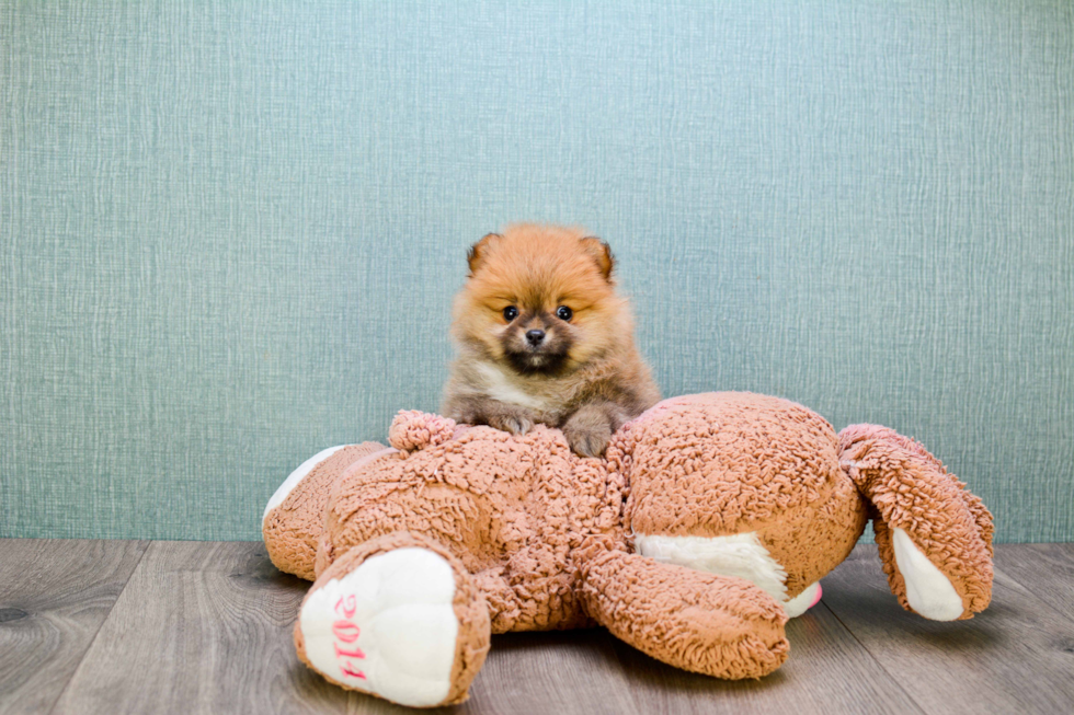 Best Pomeranian Baby