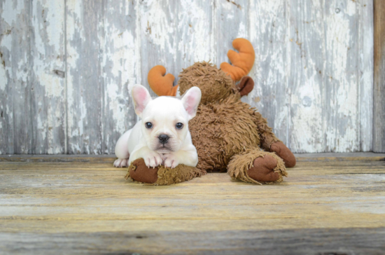 French Bulldog Pup Being Cute