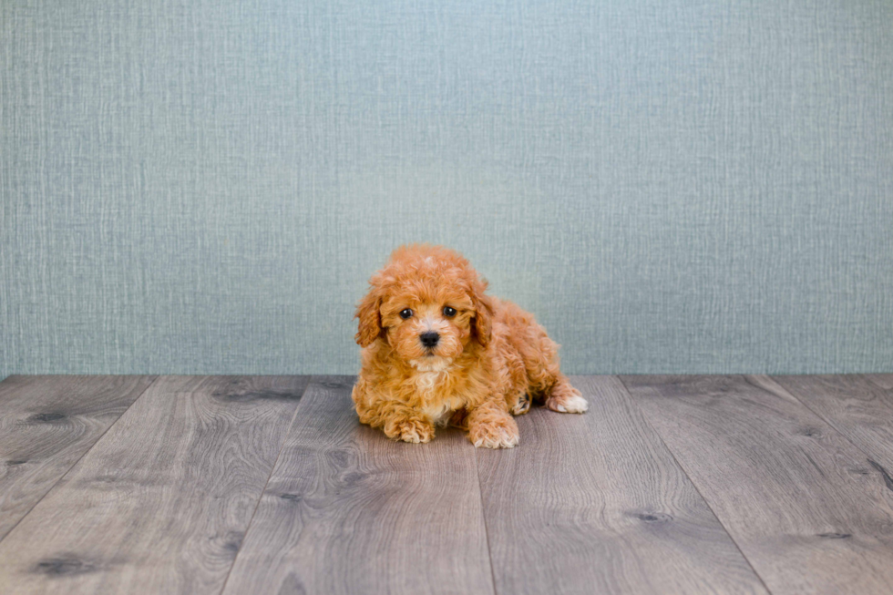 Cavapoo Pup Being Cute