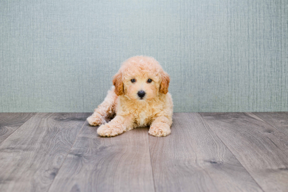 Maltipoo Pup Being Cute