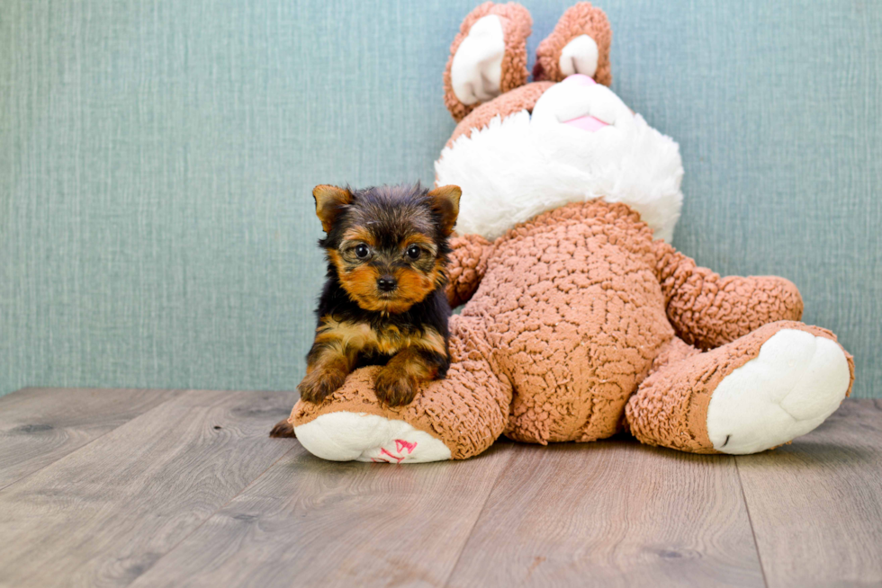 Meet Heidi - our Yorkshire Terrier Puppy Photo 