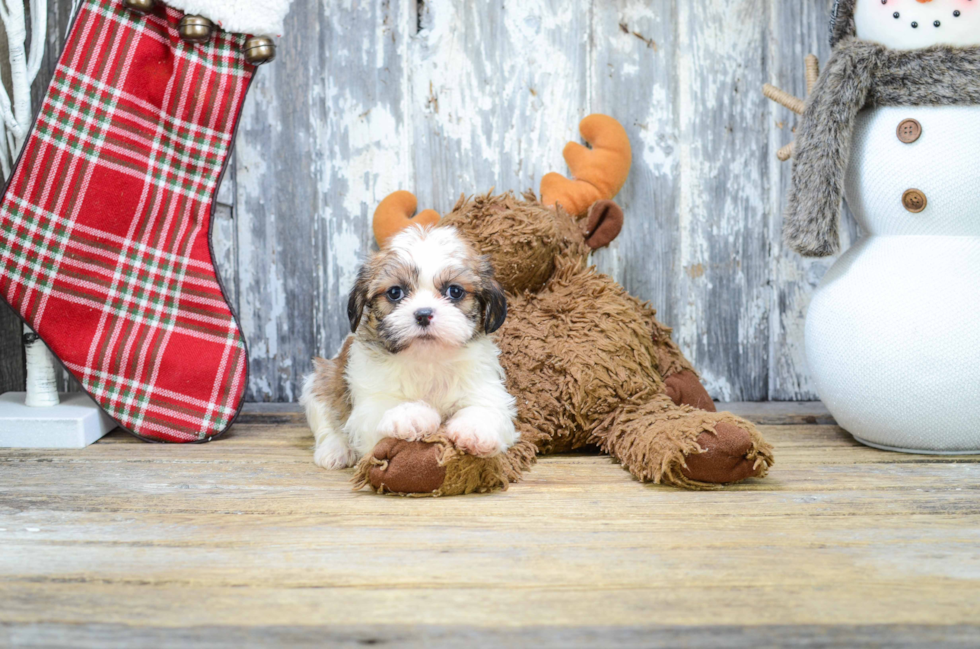 Teddy Bear Pup Being Cute