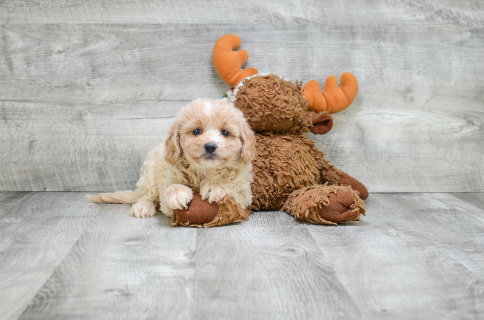 Sweet Cavapoo Baby