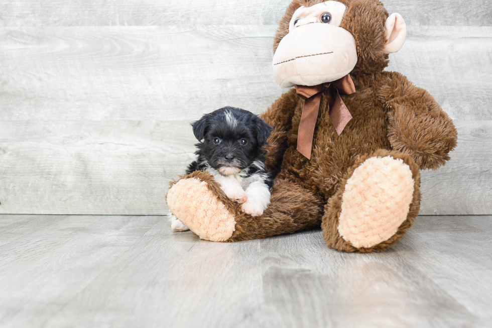 Havanese Puppy for Adoption