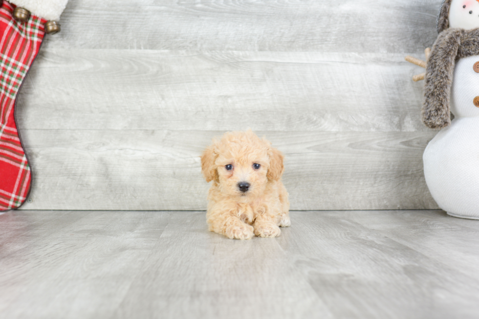 Best Maltipoo Baby