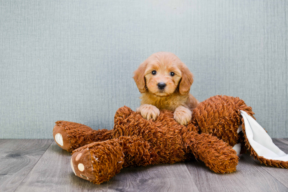 Mini Goldendoodle Puppy for Adoption