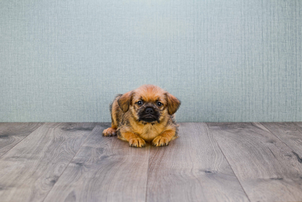 Cute Brussels Griffon Baby