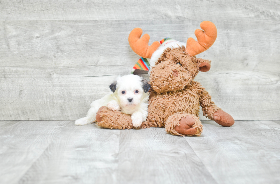 Teddy Bear Pup Being Cute