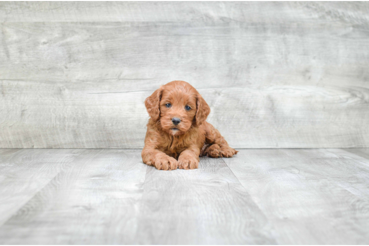 Smart Cockapoo Poodle Mix Pup