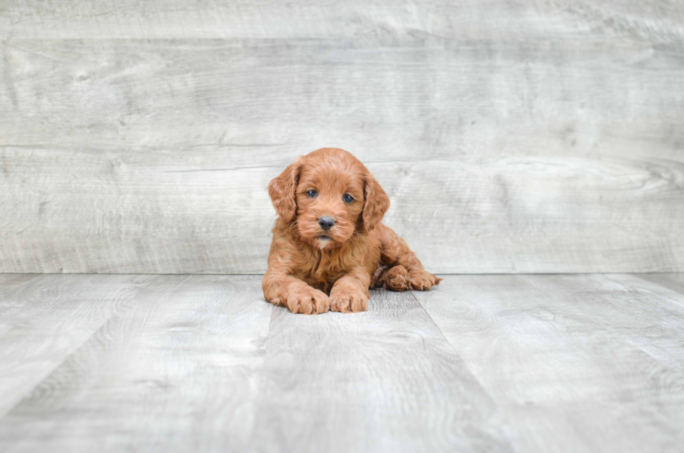 Smart Cockapoo Poodle Mix Pup