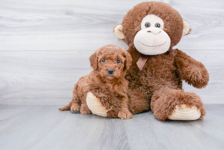 Best Mini Goldendoodle Baby