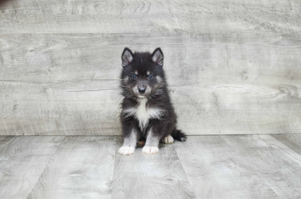 Happy Pomsky Baby