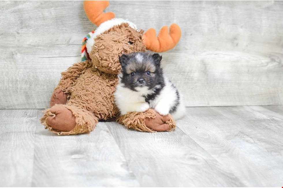 Petite Pomeranian Purebred Puppy