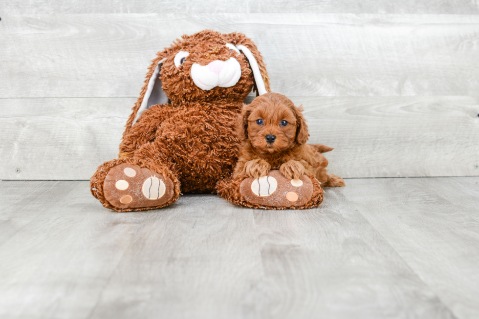 Cavapoo Pup Being Cute