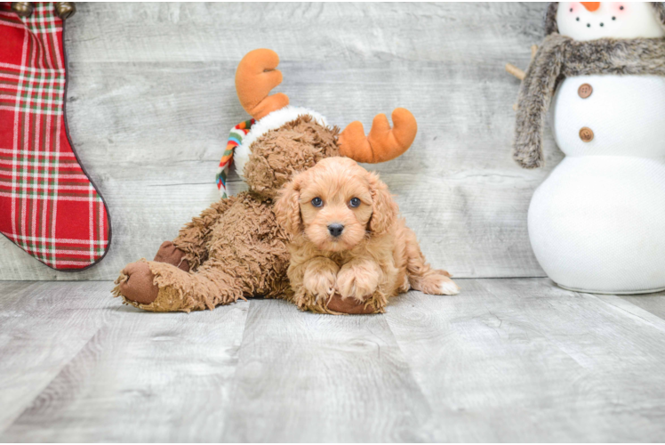 Best Cavapoo Baby