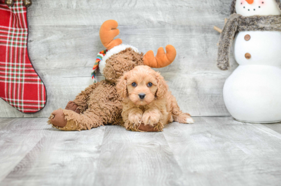 Best Cavapoo Baby