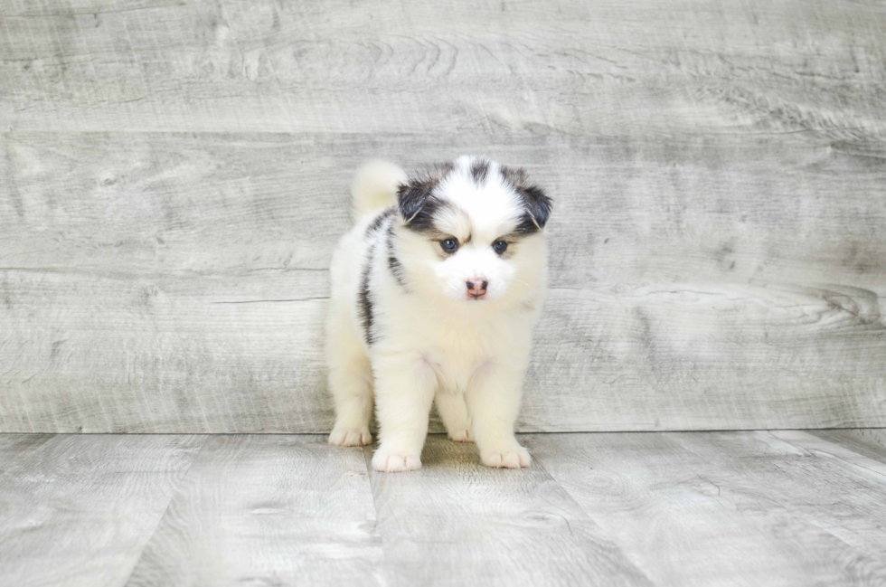 Funny Pomsky Designer Pup