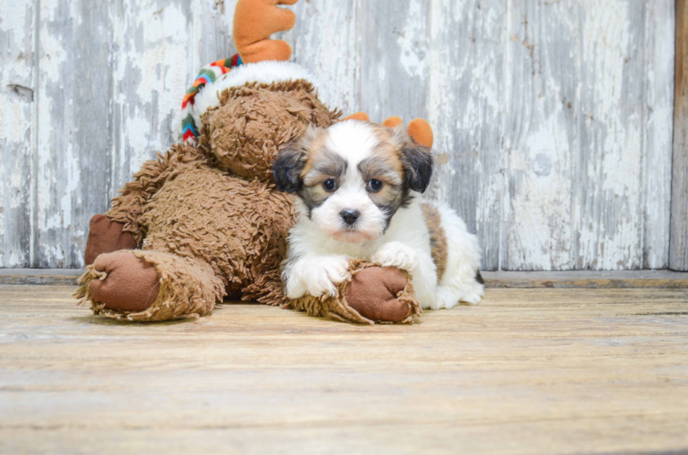 Sweet Teddy Bear Baby