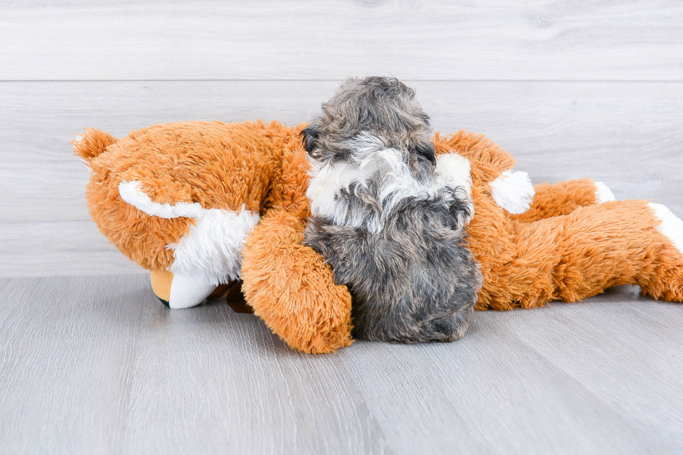 Best Teddy Bear Baby