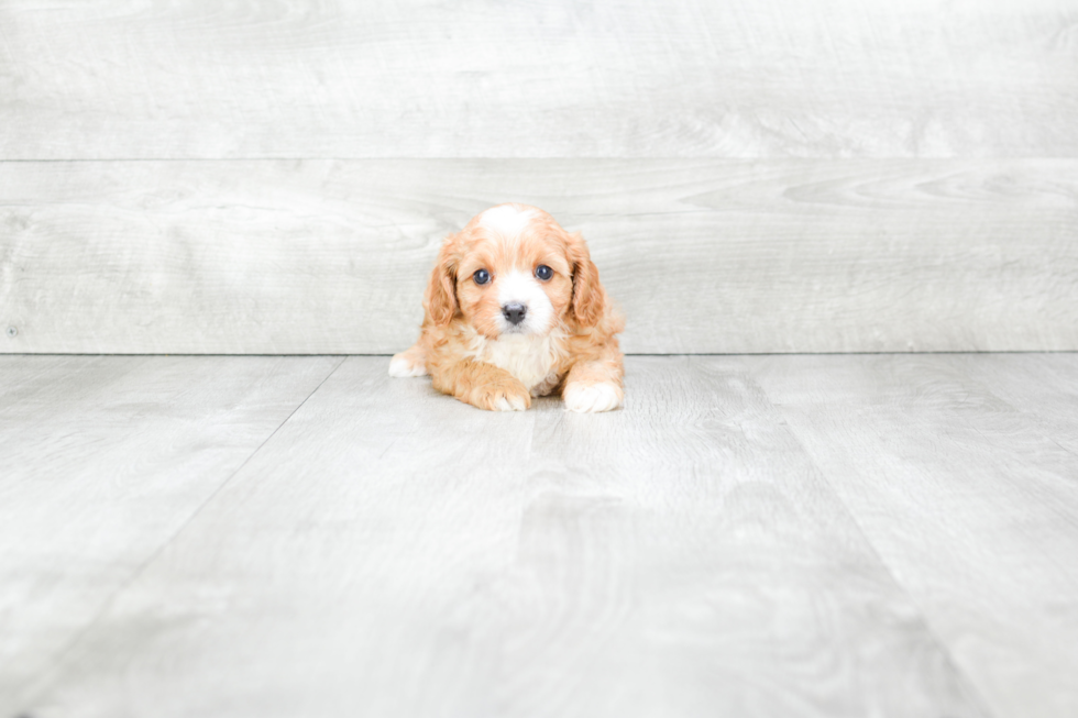 Adorable Cavoodle Poodle Mix Puppy