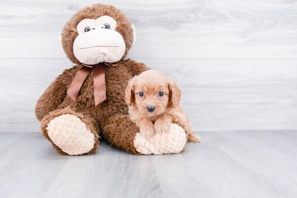Energetic Cavoodle Poodle Mix Puppy