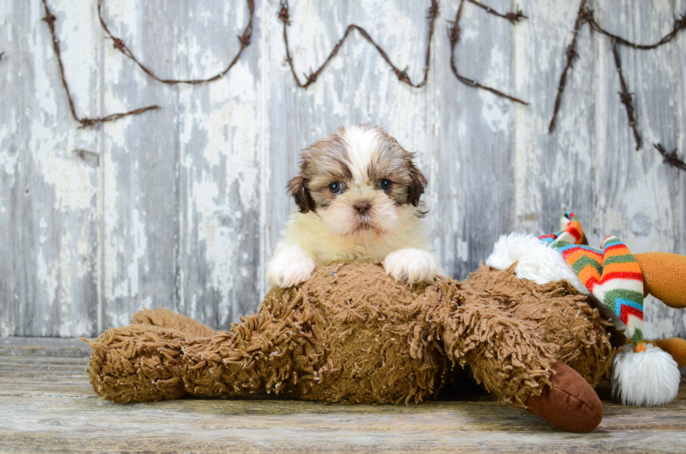 Akc Registered Shih Tzu Baby