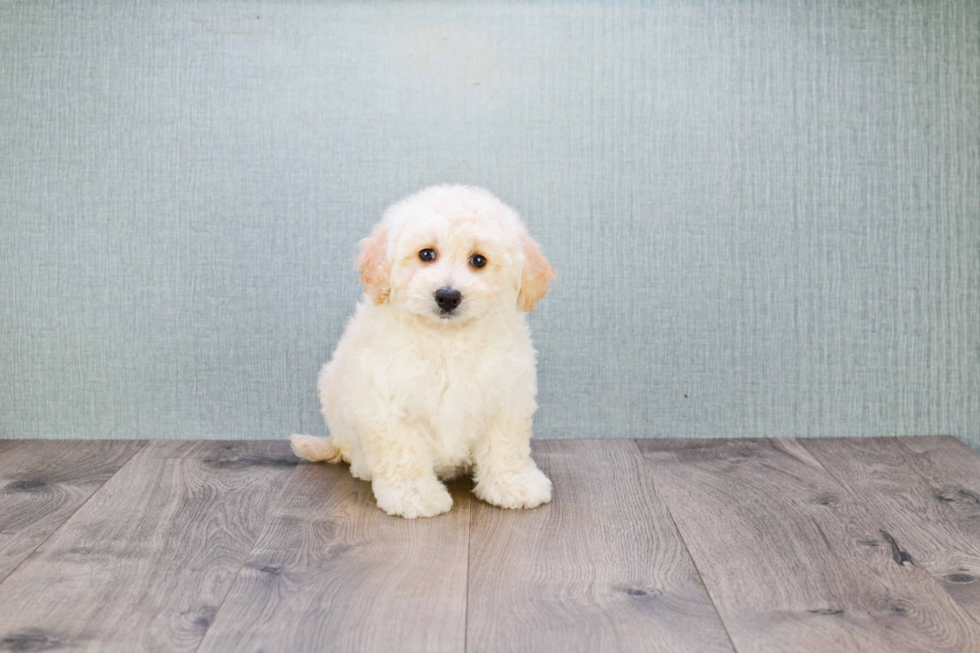 Best Mini Goldendoodle Baby