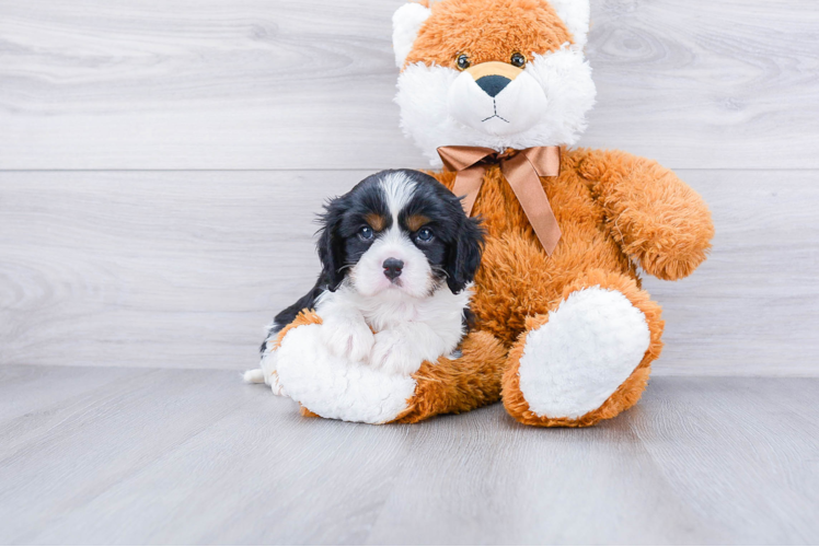 Hypoallergenic Cavalier King Charles Spaniel Baby