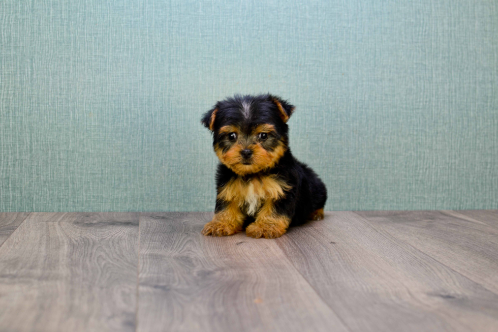 Meet Izzie - our Yorkshire Terrier Puppy Photo 