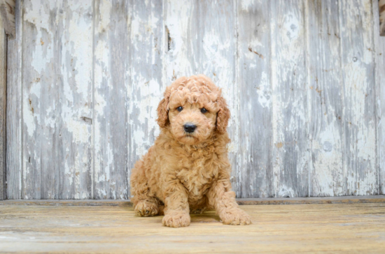 Happy Mini Goldendoodle Baby