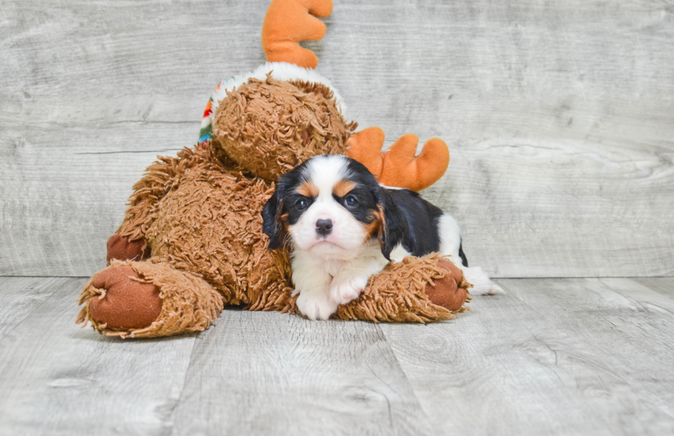 Best Cavalier King Charles Spaniel Baby