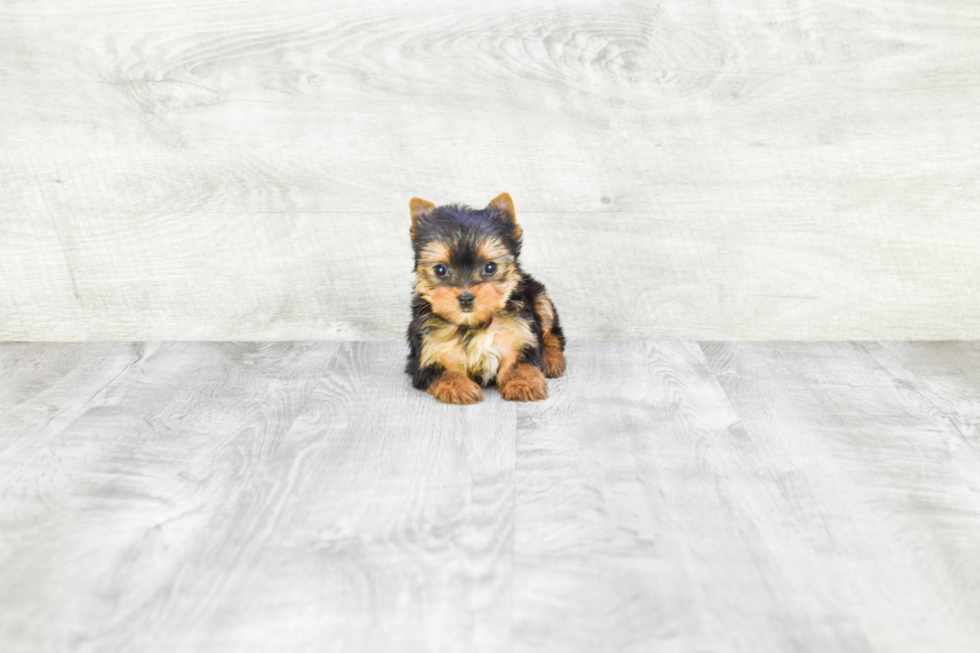 Meet Bella - our Yorkshire Terrier Puppy Photo 