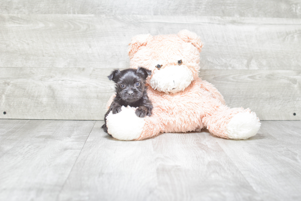 Morkie Pup Being Cute