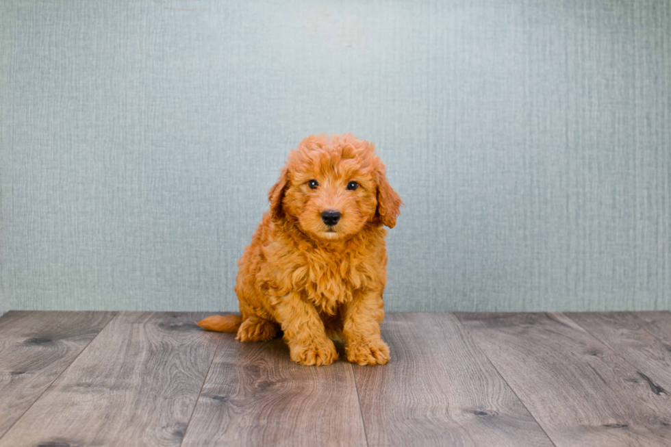 Mini Goldendoodle Puppy for Adoption