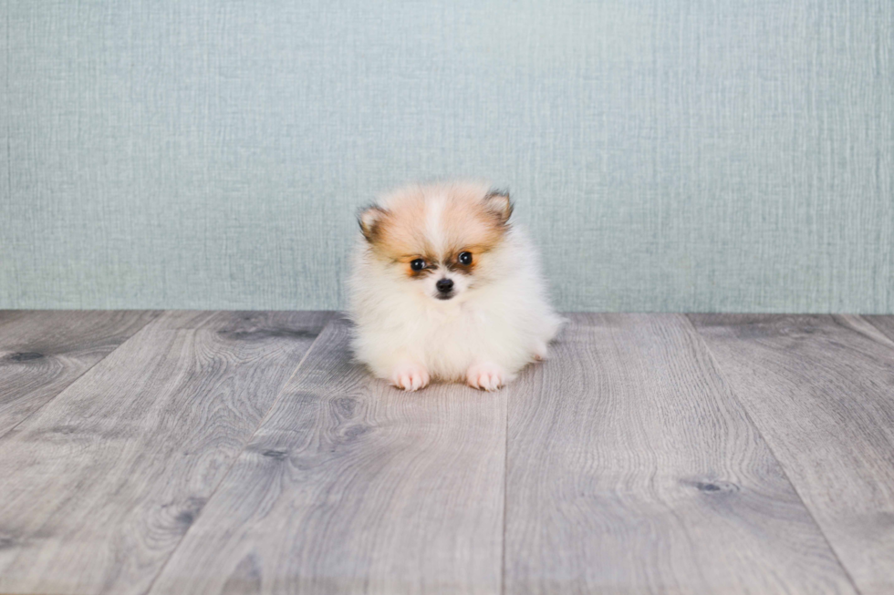 Pomeranian Puppy for Adoption