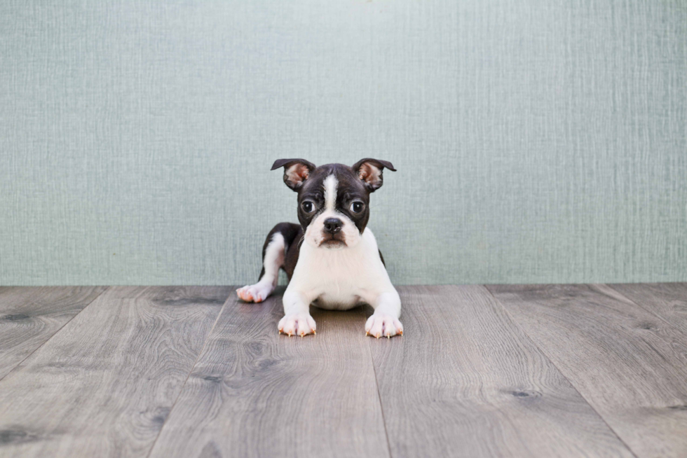 Friendly Boston Terrier Baby