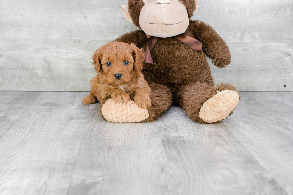 Sweet Cavapoo Baby