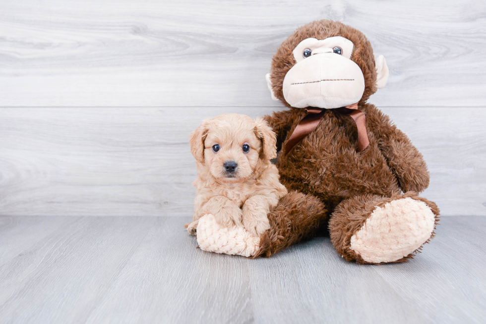 Popular Cavapoo Poodle Mix Pup