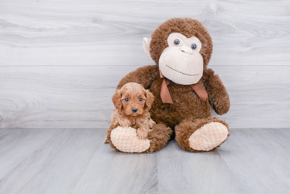 Best Cavapoo Baby