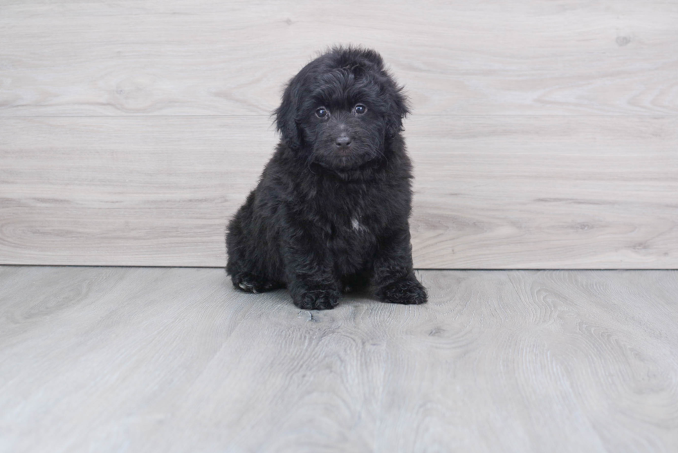 Mini Aussiedoodle Pup Being Cute