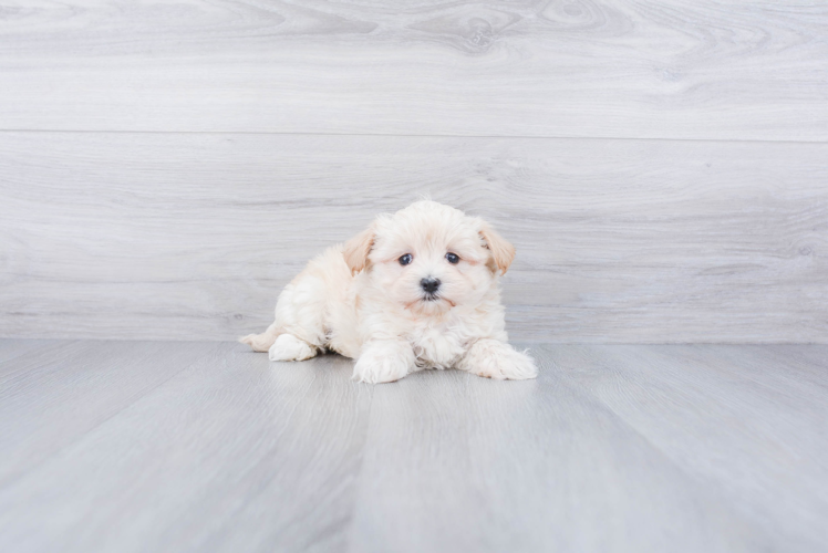 Maltipoo Puppy for Adoption